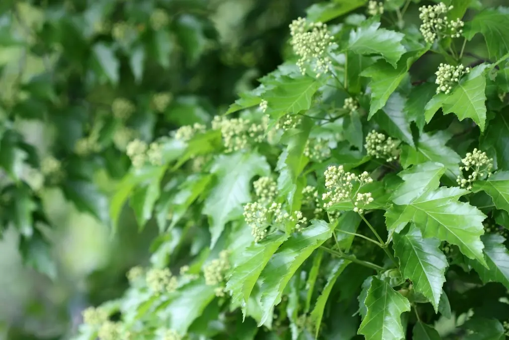 Ginnalalönn (Acer tataricum ssp. ginnala): bladen i närbild