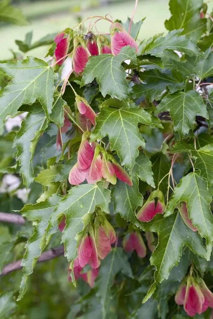 Ginnalalönn (Acer tataricum ssp. ginnala): fruktvingar i närbild
