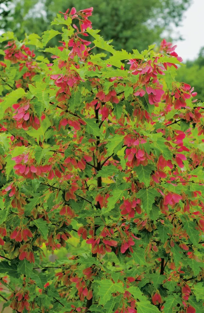Ginnalalönn 50–80 cm (Acer tataricum ssp. ginnala)