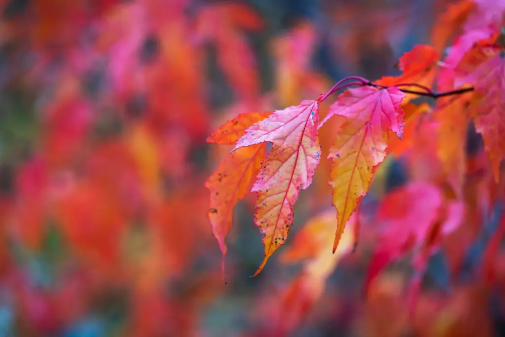 Ginnalalönn (Acer tataricum ssp. ginnala): bladverket i höstfärger