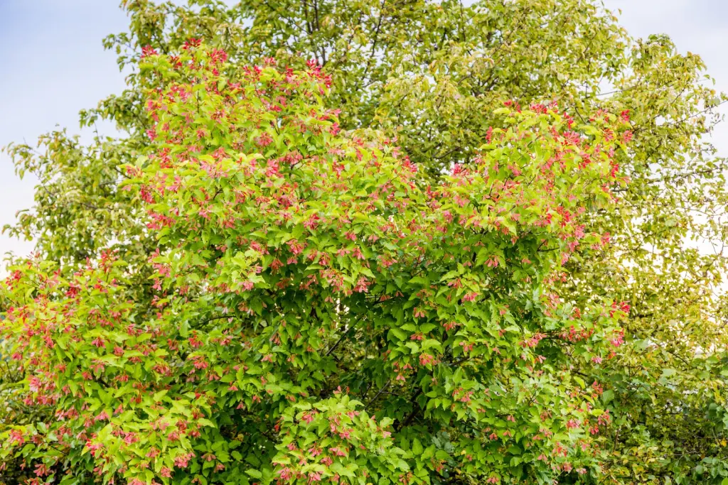 Ginnalalönn (Acer tataricum ssp. ginnala): hel buske med sitt naturliga växtsätt