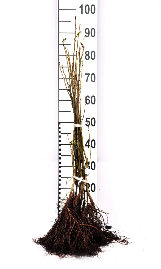 Barrotade häckkaragan-plantor med synliga rötter och måttstock, så som de levereras