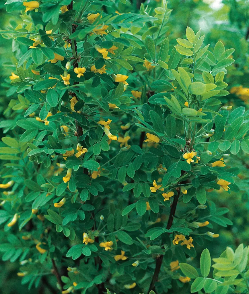 Häckkaragan 40–60 cm (Caragana arborescens)