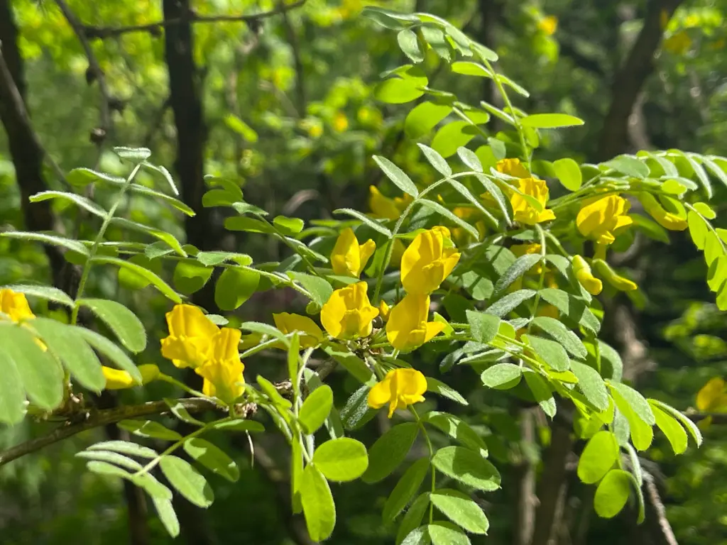 Häckkaragan (Caragana arborescens): närbild av blommorna