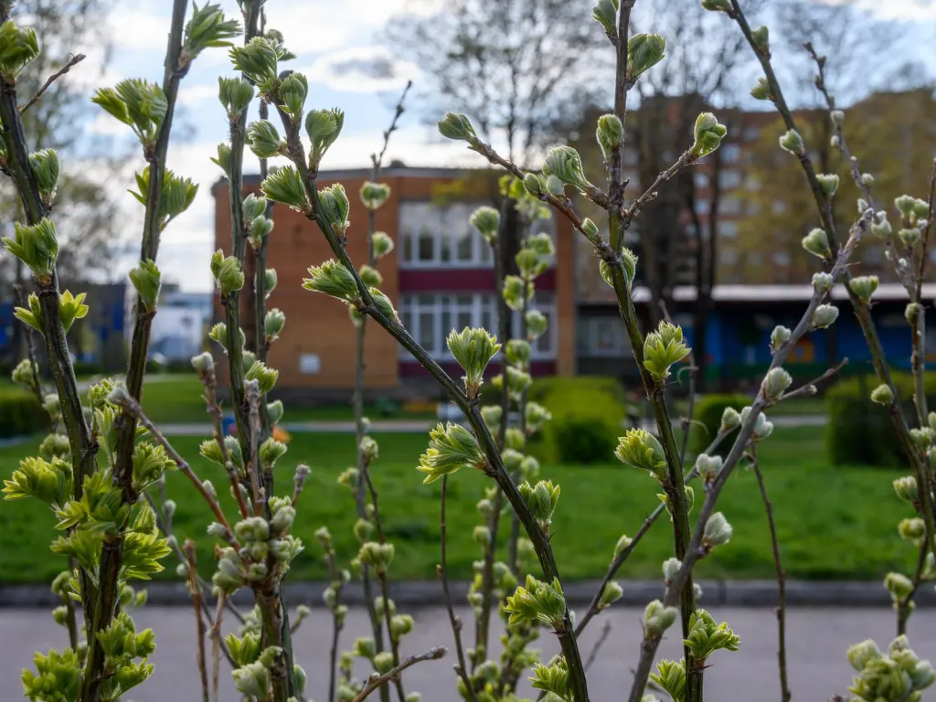 Häckkaragan (Caragana arborescens): knoppar och nya skott