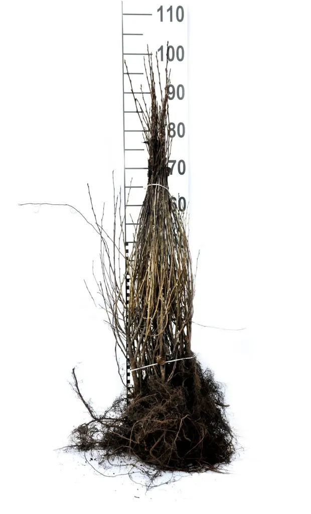 Barrotade häckoxbär-plantor med synliga rötter och måttstock, så som de levereras