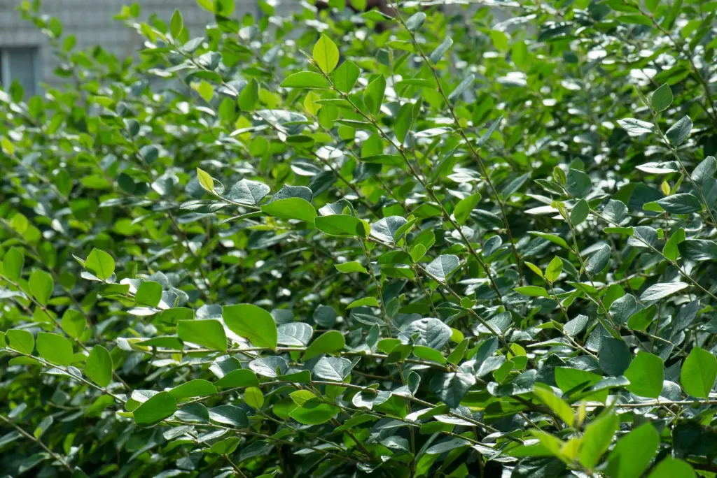 Häckoxbär (Cotoneaster lucidus): bladen i närbild
