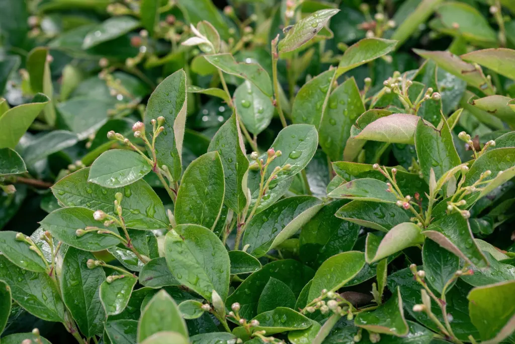 Häckoxbär (Cotoneaster lucidus): närbild av bladverket