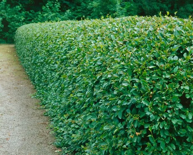 Häckoxbär 30–50 cm (Cotoneaster lucidus)