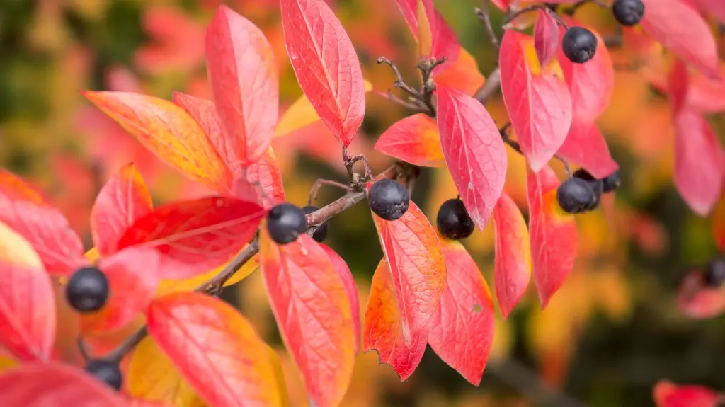 Häckoxbär (Cotoneaster lucidus): bladverket i höstfärger