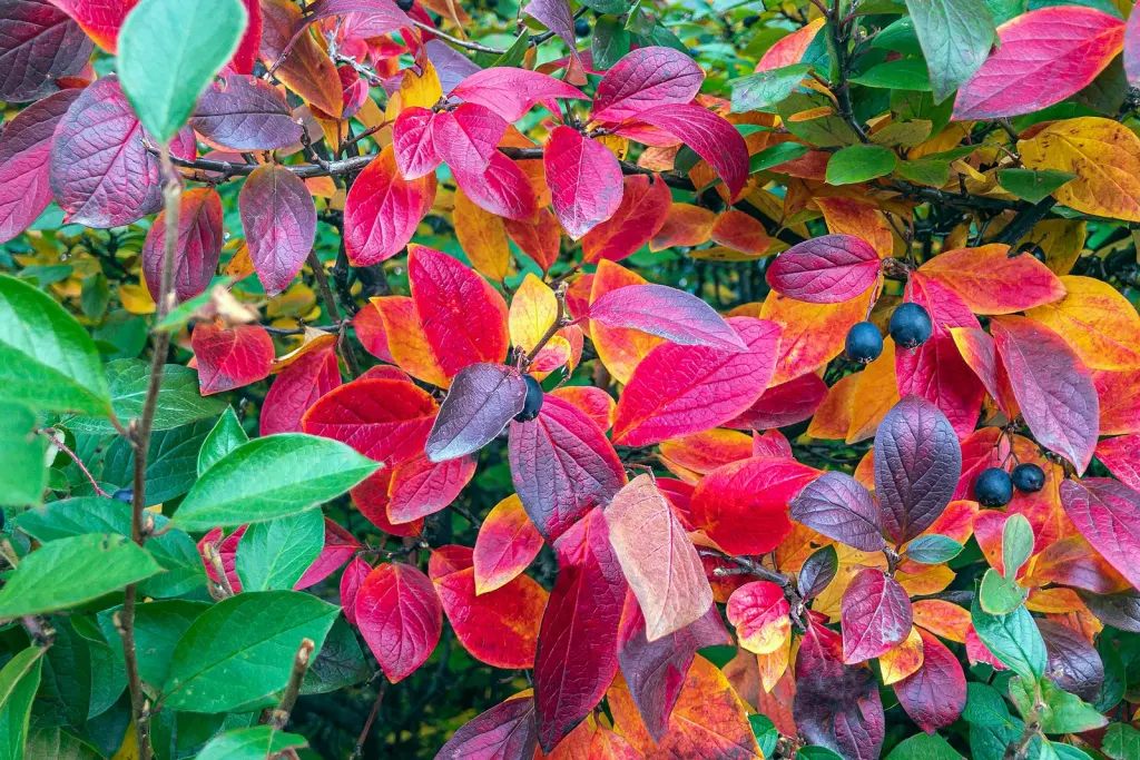 Häckoxbär (Cotoneaster lucidus): häcken med höstfärg