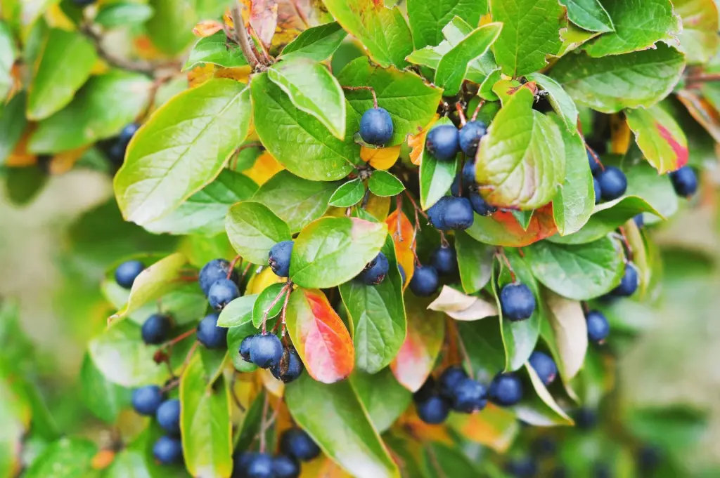 Häckoxbär (Cotoneaster lucidus): frukter i närbild