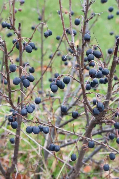 Häckoxbär (Cotoneaster lucidus): bär eller frukter på grenarna