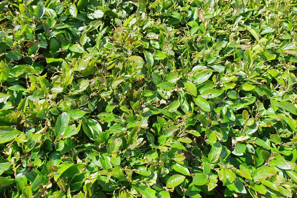 Häckoxbär (Cotoneaster lucidus): bladen i närbild
