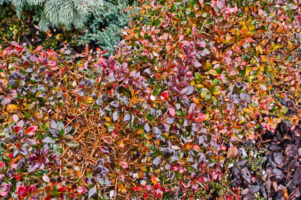 Häckoxbär (Cotoneaster lucidus): bladverket i höstfärger