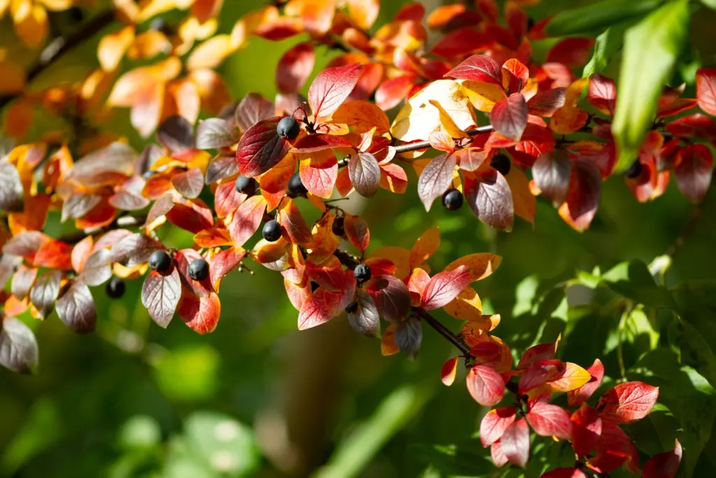 Häckoxbär (Cotoneaster lucidus): häcken med höstfärg