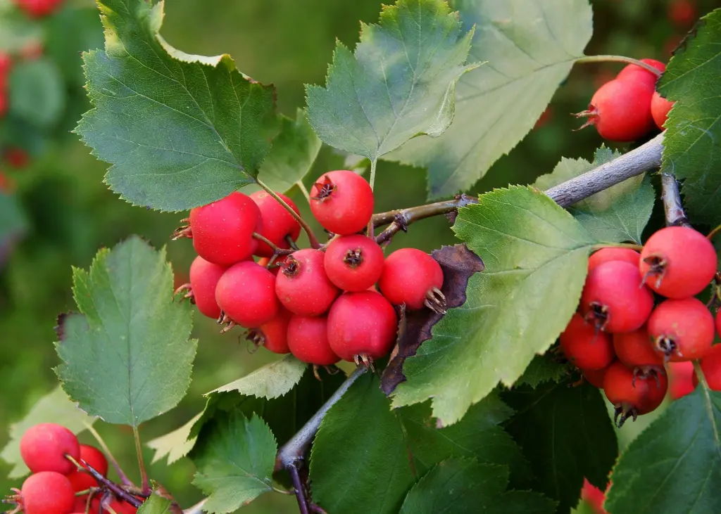 Häckoxel (Sorbus mougeotii): bär eller frukter på grenarna