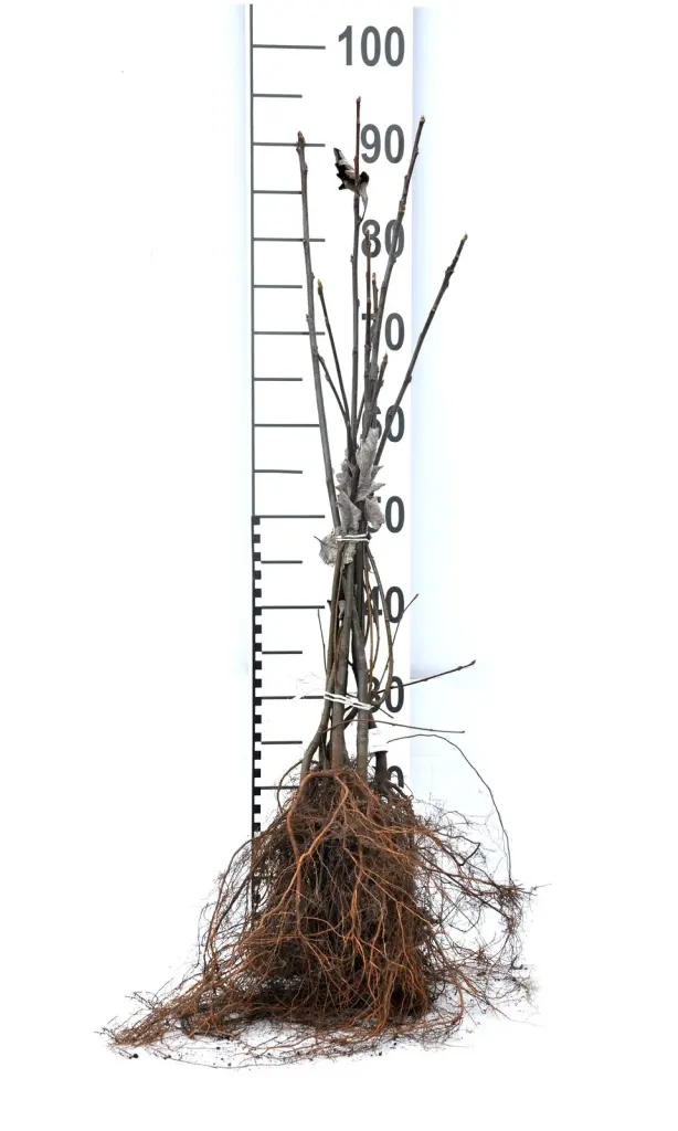 Barrotade häckoxel-plantor med synliga rötter och måttstock, så som de levereras