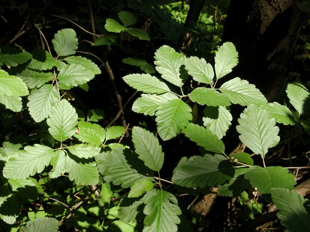 Häckoxel (Sorbus mougeotii): bladen i närbild