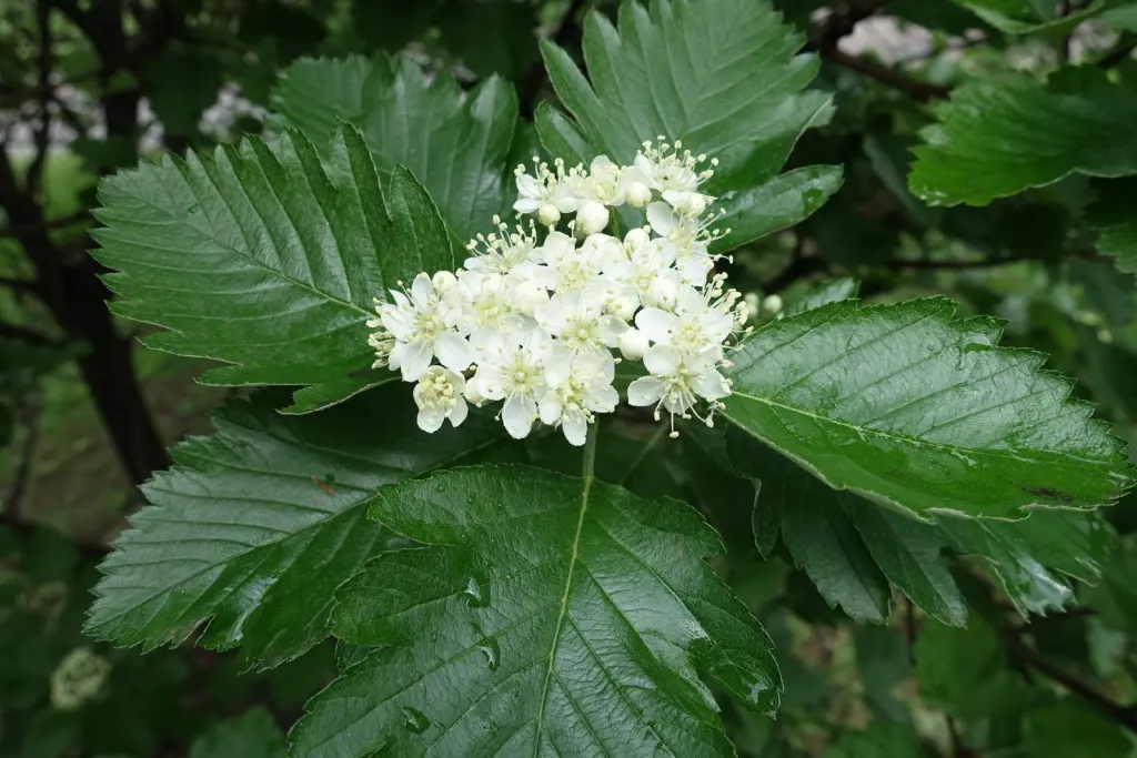 Häckoxel 50–80 cm (Sorbus mougeotii)
