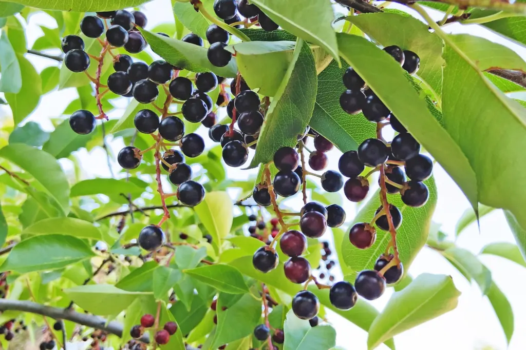 Hägg (Prunus padus): bär eller frukter på grenarna