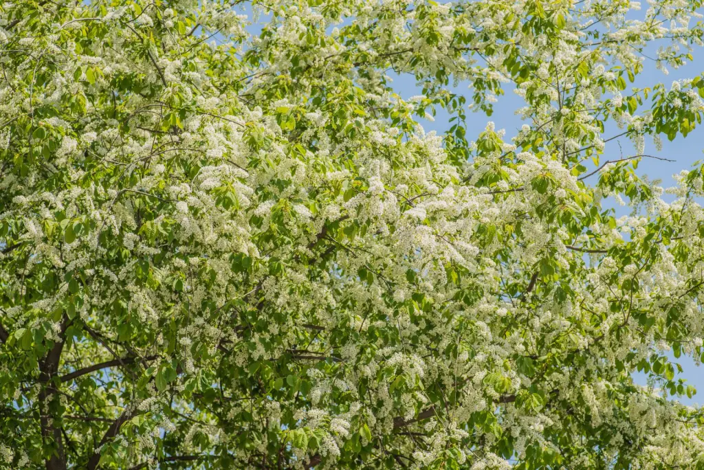 Hägg 50–80 cm (Prunus padus)