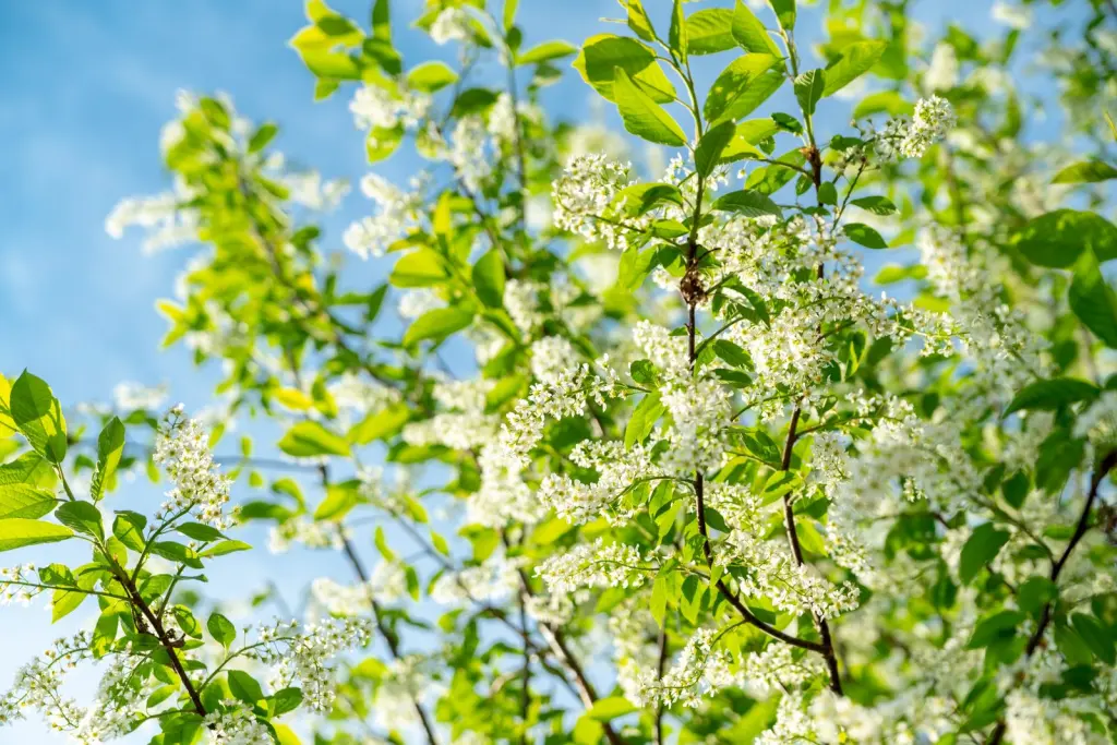 Hägg (Prunus padus): buskar i blom