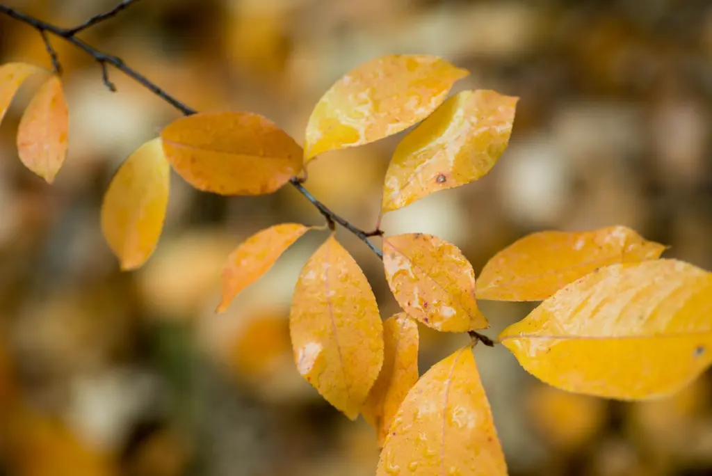 Hägg (Prunus padus): bladverket i höstfärger