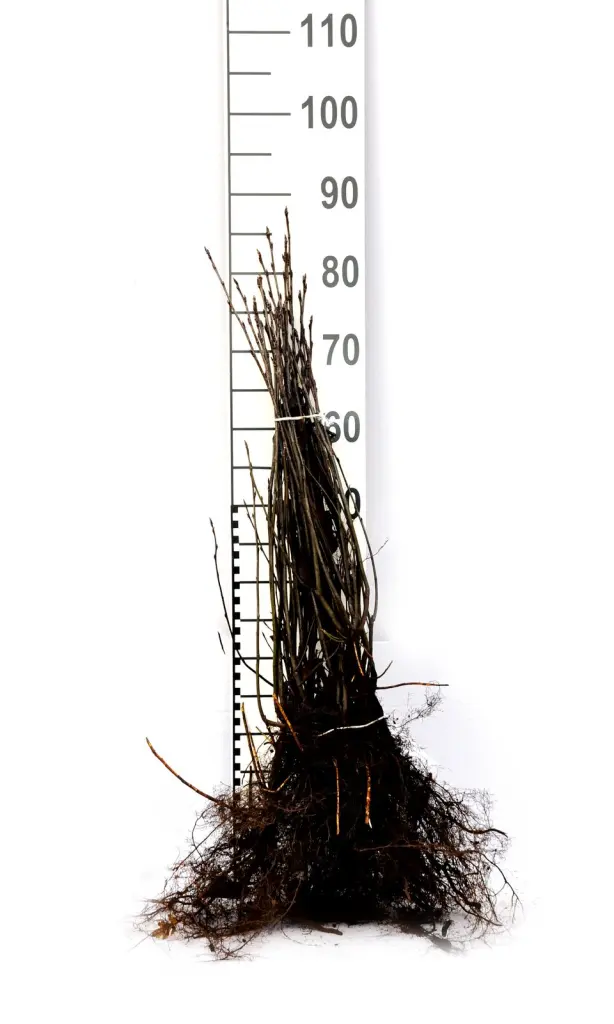 Barrotade häggmispel-plantor med synliga rötter och måttstock, så som de levereras