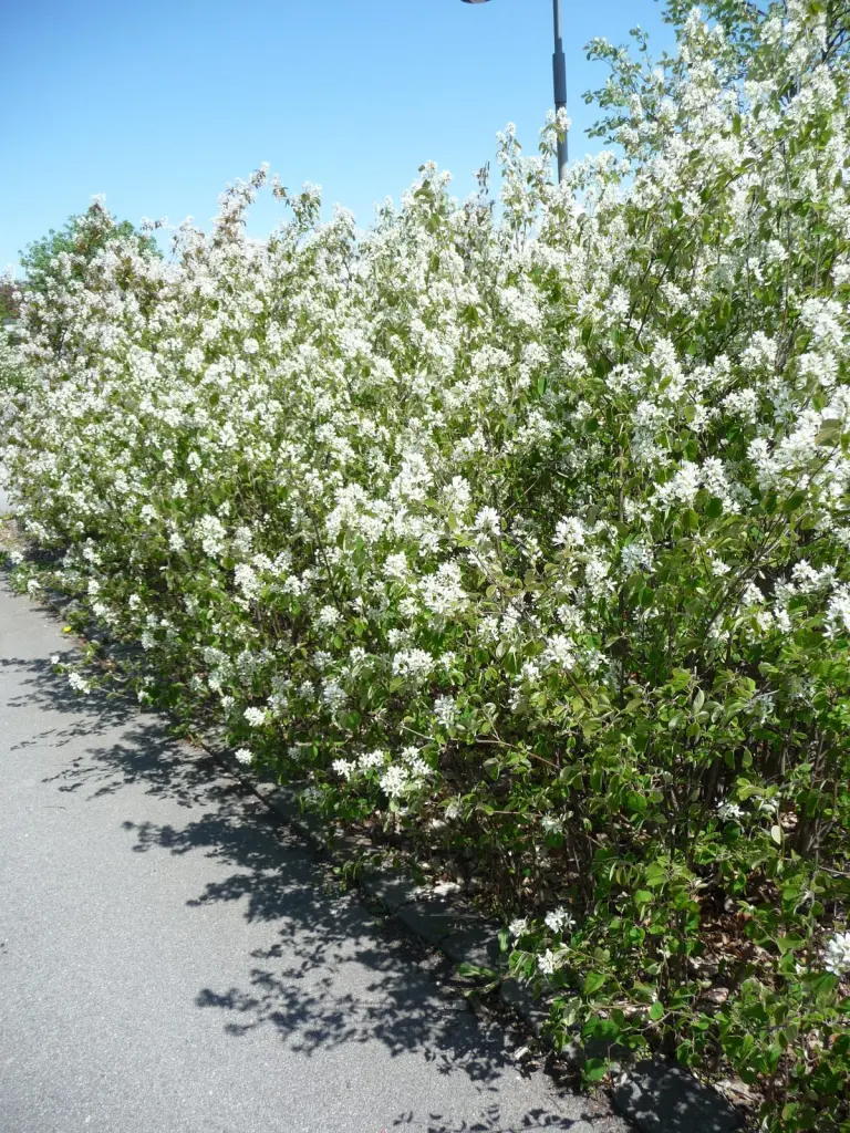 Häggmispel (Amelanchier spicata): blommande buske i full blom