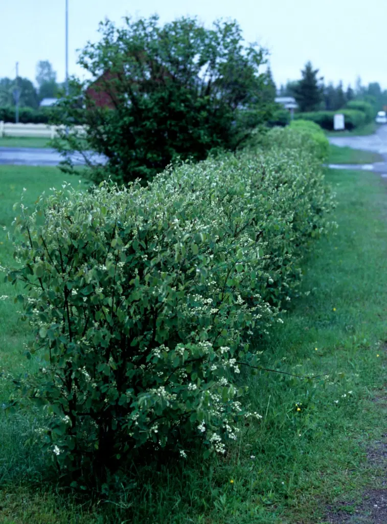 Häggmispel 50–80 cm (Amelanchier spicata)