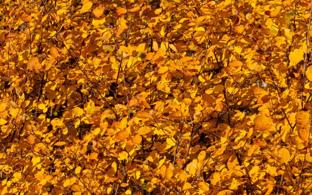 Häggmispel (Amelanchier spicata): bladverket i höstfärger