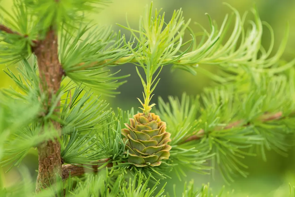 Japansk lärk (Larix kaempferi): bär eller frukter på grenarna