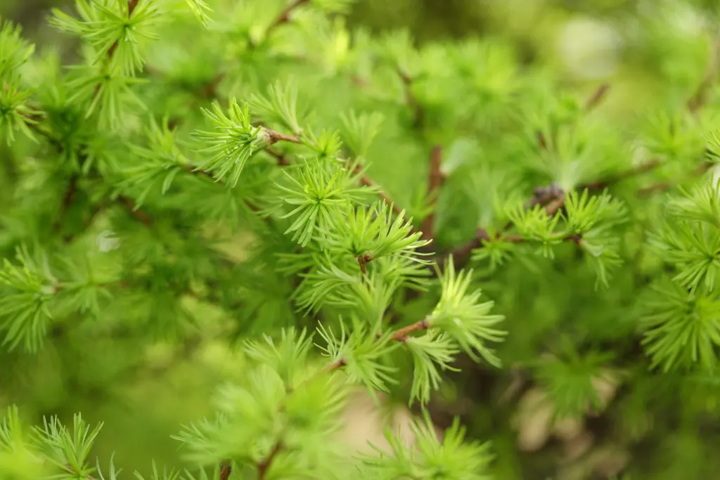 Japansk lärk (Larix kaempferi): närbild av bladverket