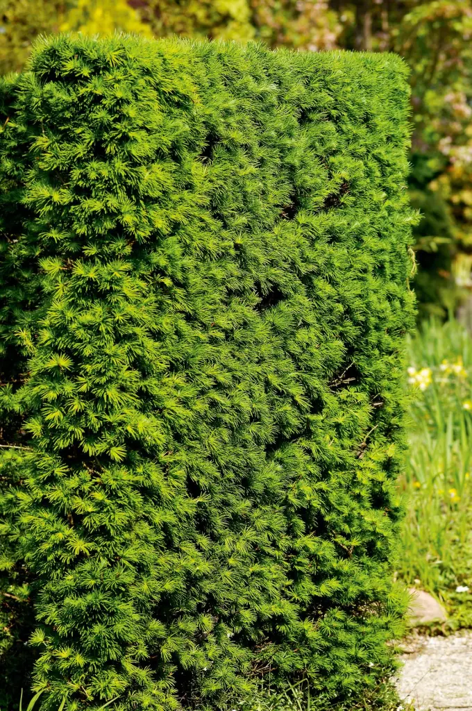 Japansk lärk 40–60 cm (Larix kaempferi)