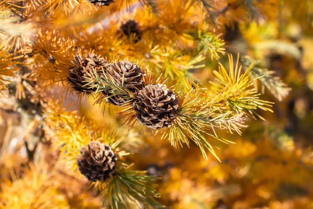 Japansk lärk (Larix kaempferi): bladverket i höstfärger
