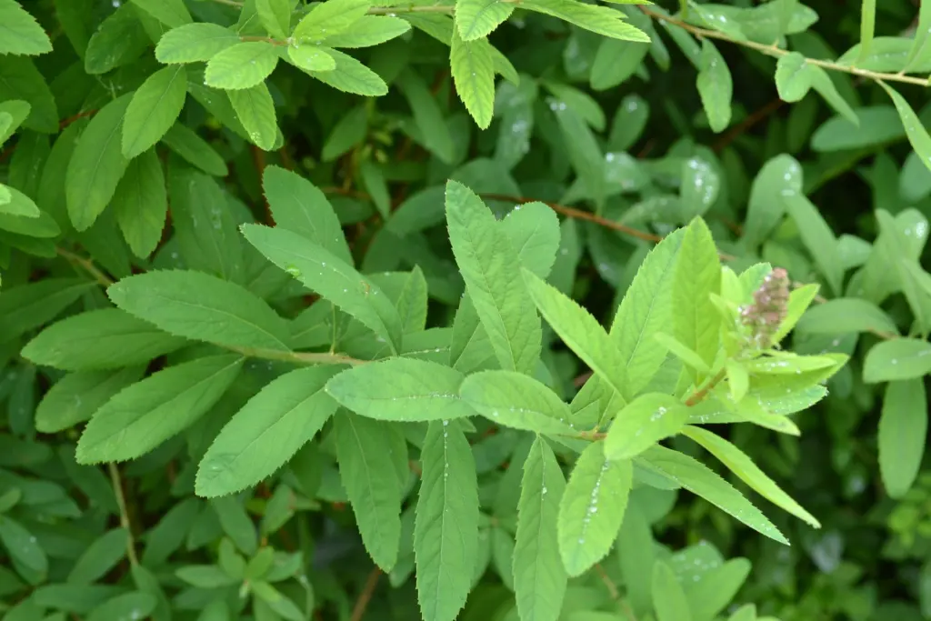 Klasespirea (Spiraea x billardii): bladen i närbild