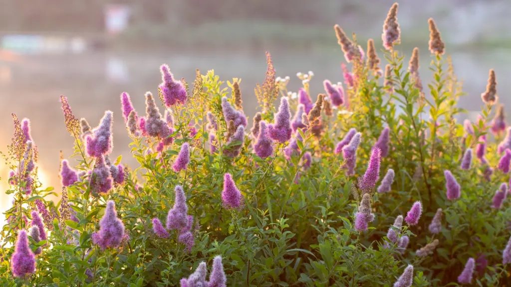 Klasespirea (Spiraea x billardii): blommor på nära håll