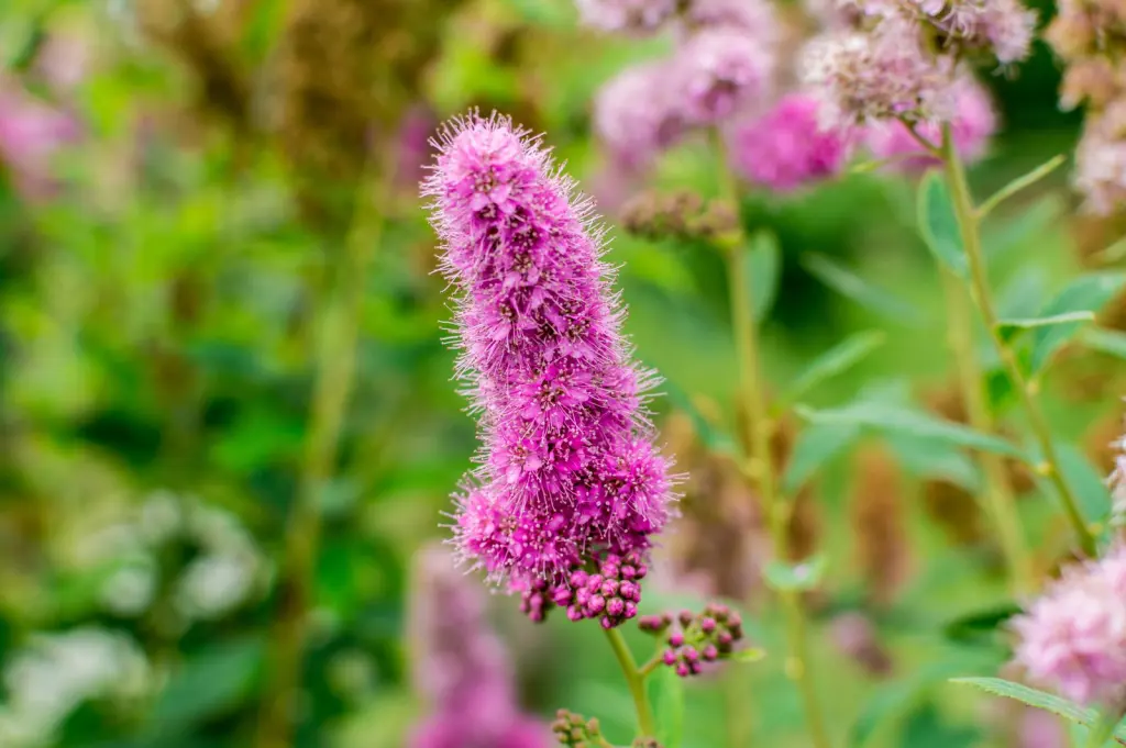 Klasespirea (Spiraea x billardii): blomställningar i närbild