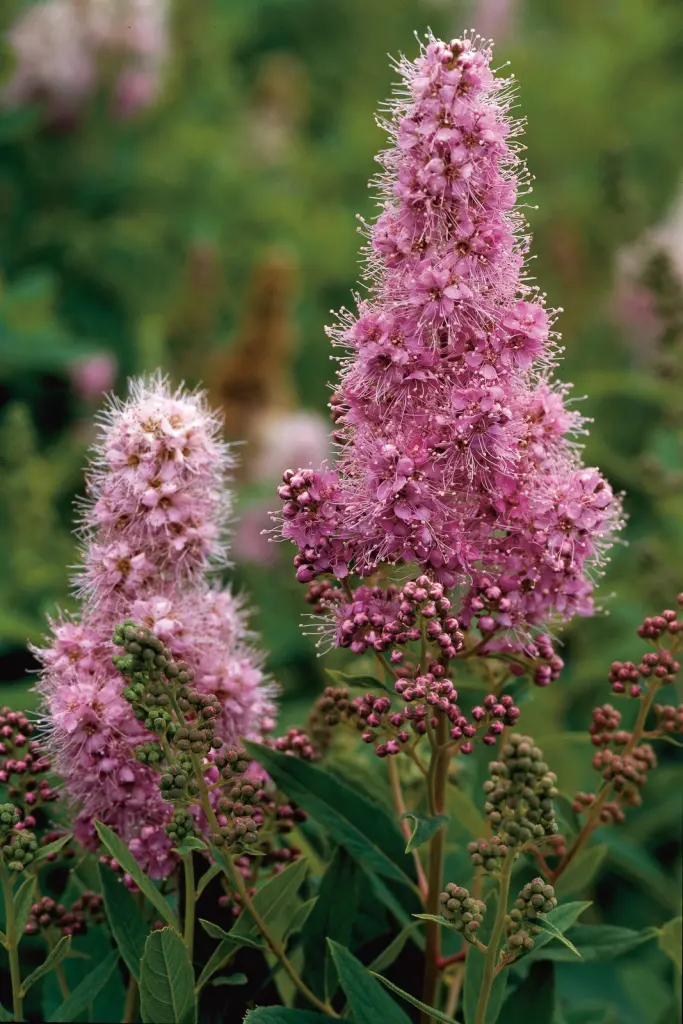 Klasespirea (Spiraea x billardii): närbild av blommorna