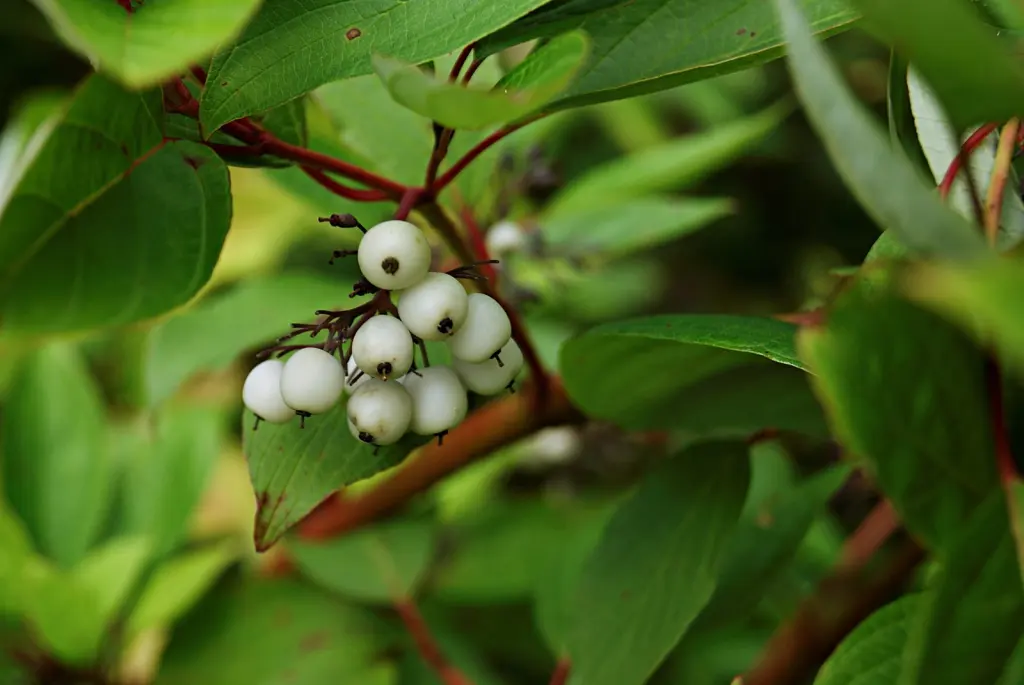 Korallkornell (Cornus alba ’Sibirica’): bär eller frukter på grenarna