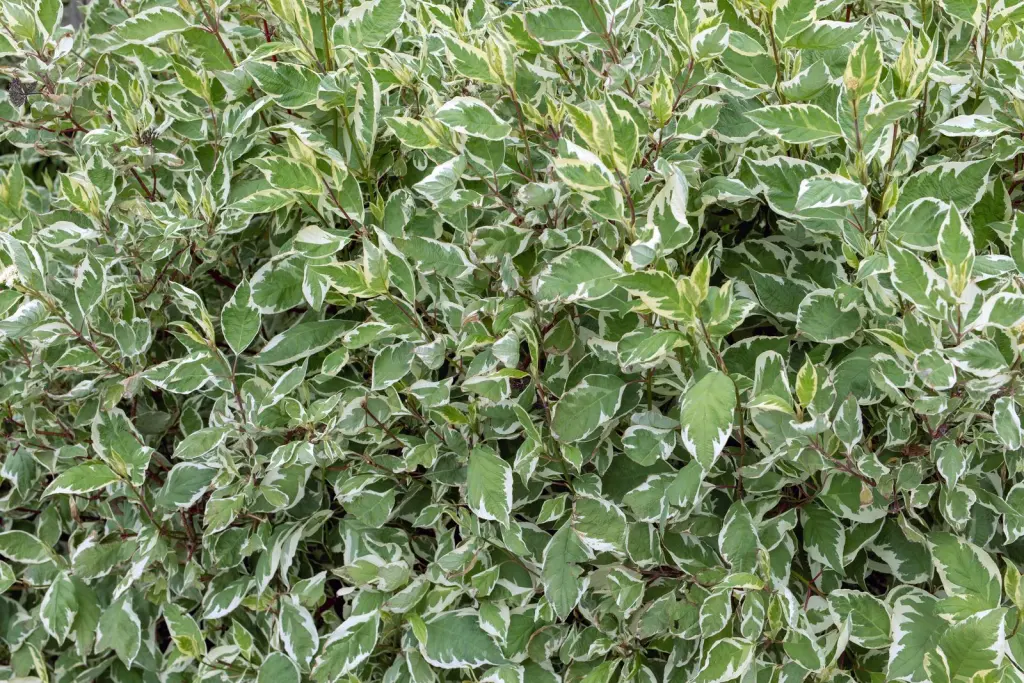 Korallkornell 50–80 cm (Cornus alba 'Sibirica')