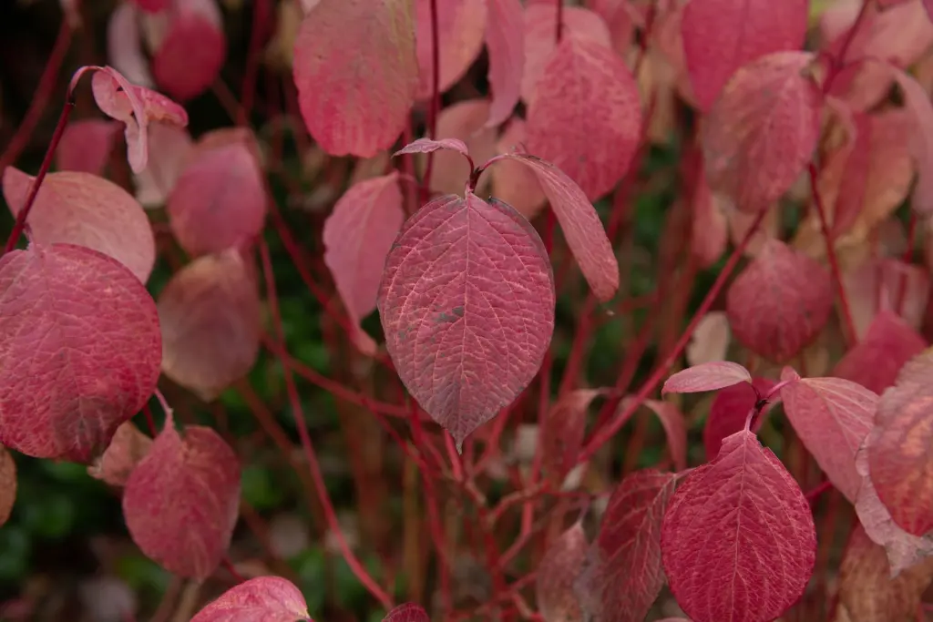 Korallkornell (Cornus alba ’Sibirica’): bladverket i höstfärger