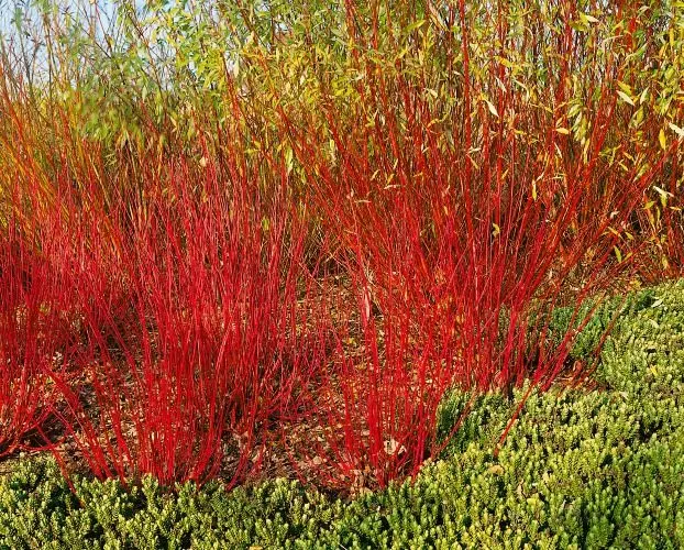 Korallkornell (Cornus alba ’Sibirica’): röda grenar som syns året runt