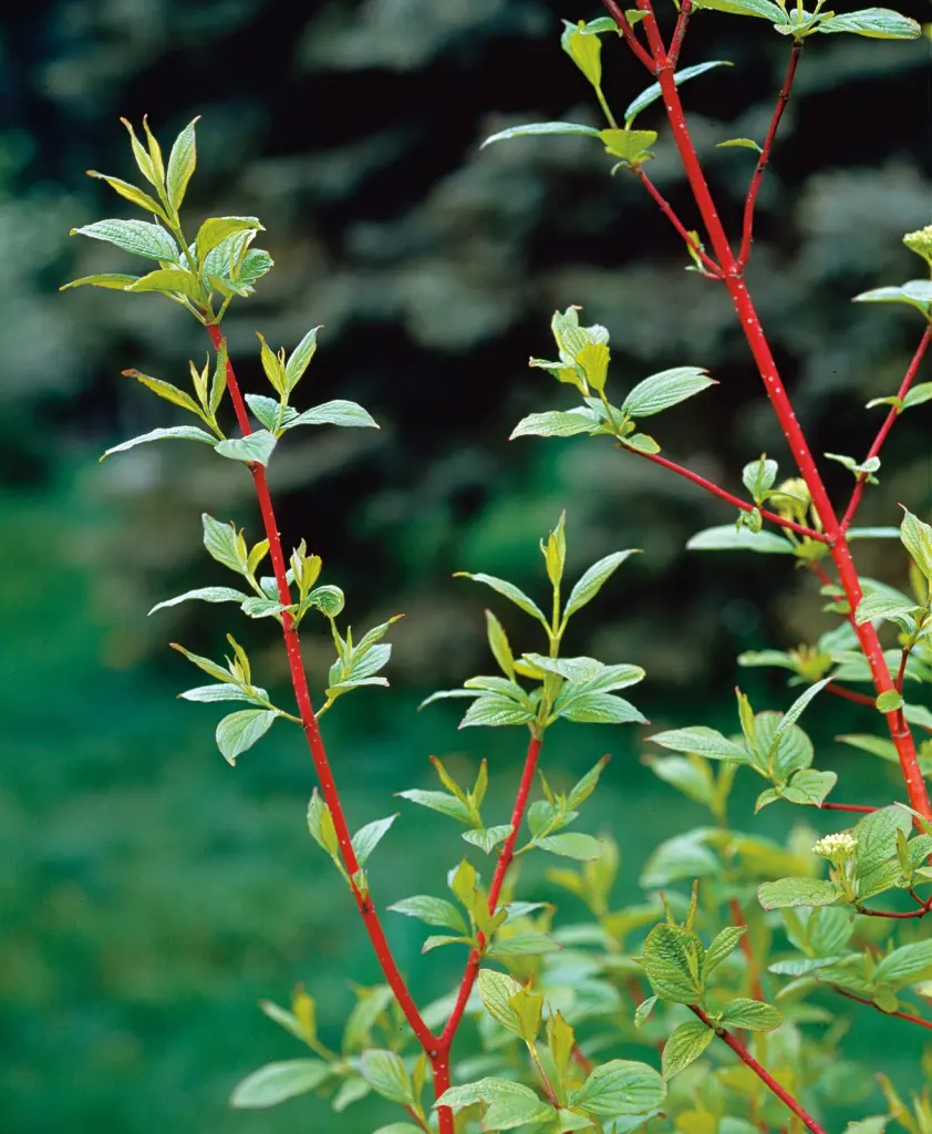 Korallkornell (Cornus alba ’Sibirica’): klarröda grenar