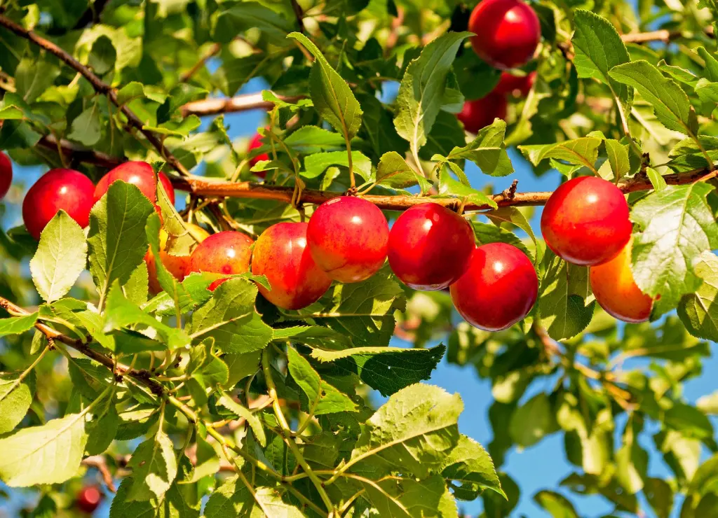 Körsbärsplommon (Prunus cerasifera): bär eller frukter på grenarna
