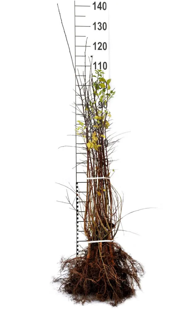 Barrotade körsbärsplommon-plantor med synliga rötter och måttstock, så som de levereras