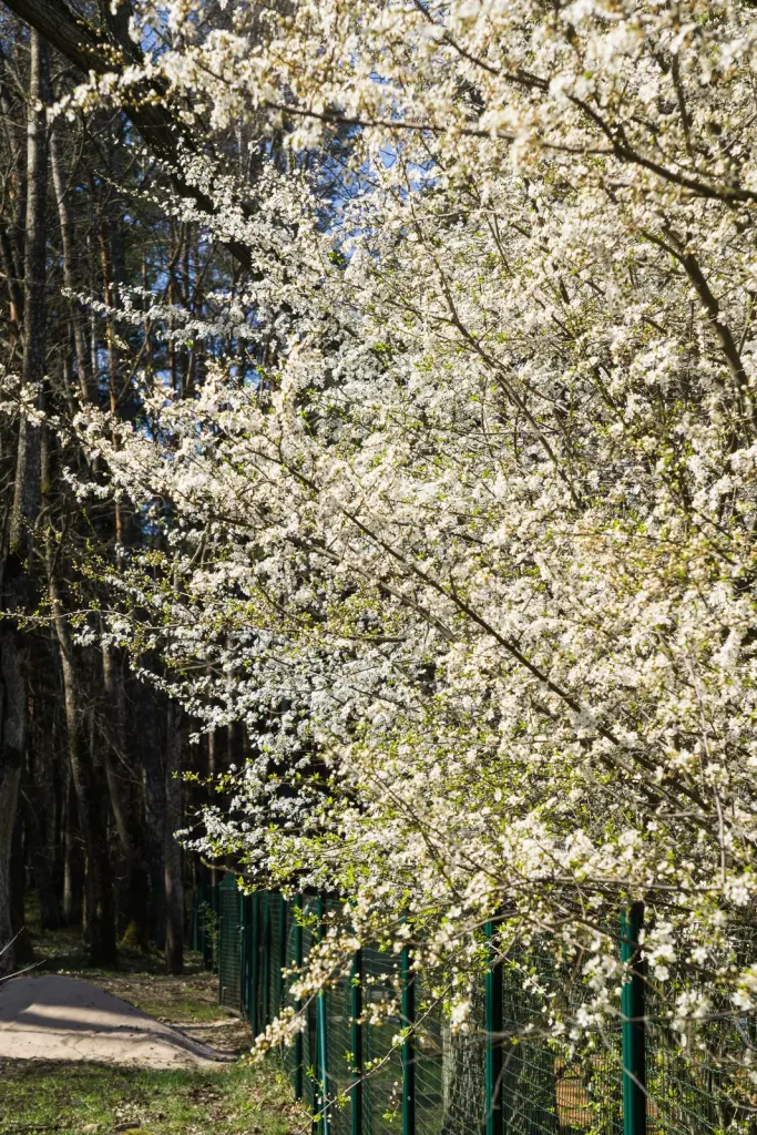 Körsbärsplommon (Prunus cerasifera): blommande buske i full blom