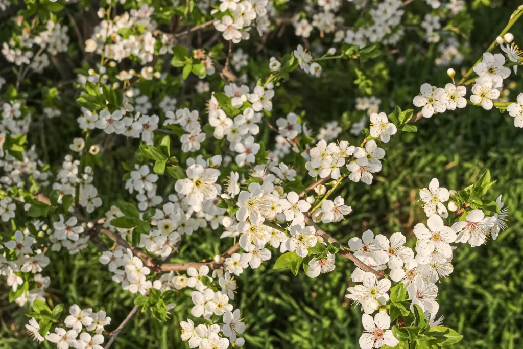 Körsbärsplommon (Prunus cerasifera): blommor på nära håll