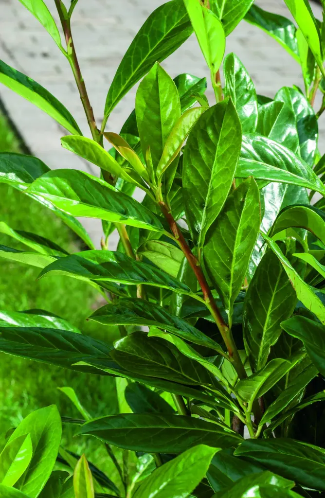 Lagerhägg ’Novita’ (Prunus laurocerasus ’Novita’): bladen i närbild